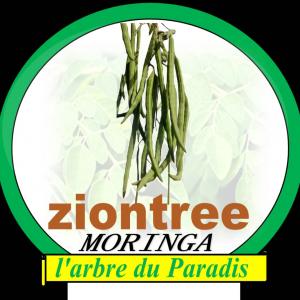 ZIONTREE MORINGA